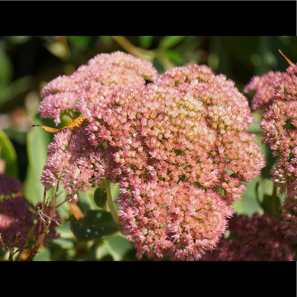 Meet your Posher, Katerina - Picture 1 of 1